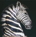 zebra